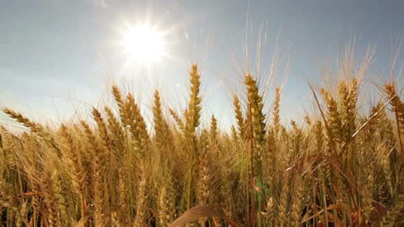 Wheat Field in Sunlight