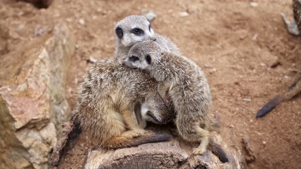 Suricate or meerkat (Suricata suricatta) family