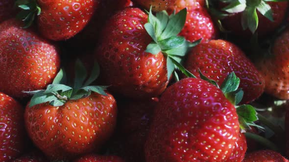 Natural Red Organic Strawberry in Basket.