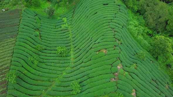Oolong Tea Plantation in Alishan Area, Taiwan. Aerial View alt
