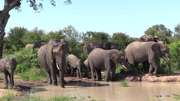 Elephants gathering at a small waterhole in Timbavati Game Reserve, South Africa. alt