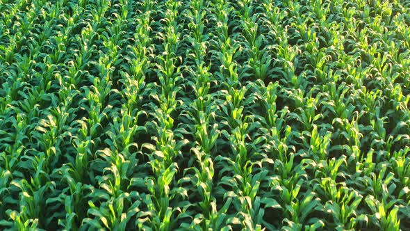 Drone Flying Over a Cornfield During Sunset alt