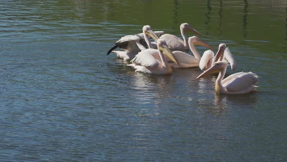 Pelican Wiggling Tail and Joins The Rest of Pelican Family