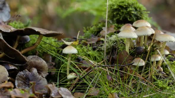 An impression of nature color scene in autumn, falling leaves on the streets. A typical autumn sight alt