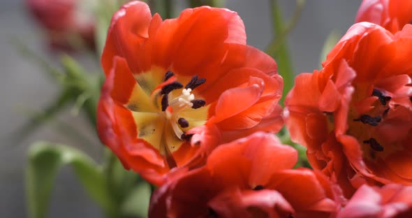 Tulips close-up rotating studio shot 4K
