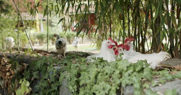 Bunch of Chickens Standing on top of the Stone Wall, Cute Animals are Cuddling, Playing and Cleaning alt