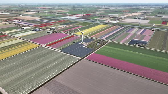 Tulip fields in The Netherlands 9 - North-Holland spring season - Stabilized droneview in 4k alt