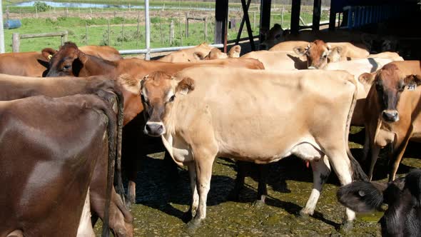 dairy cow being milked on a free-range farm alt