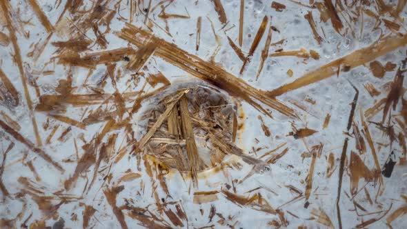 Time Lapse of Oyster Mushrooms alt
