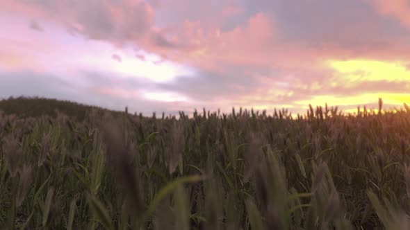 Sunset Over The Barley Field