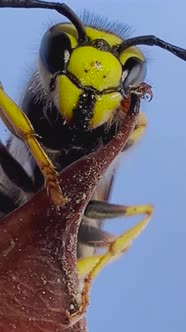 Yellow Jacket Wasp In Macro View