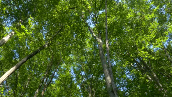 Green Forest in Summer