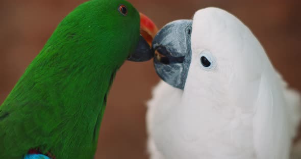 Eclectus parrot and white cockatoo feeding each other, shallow depth of field alt