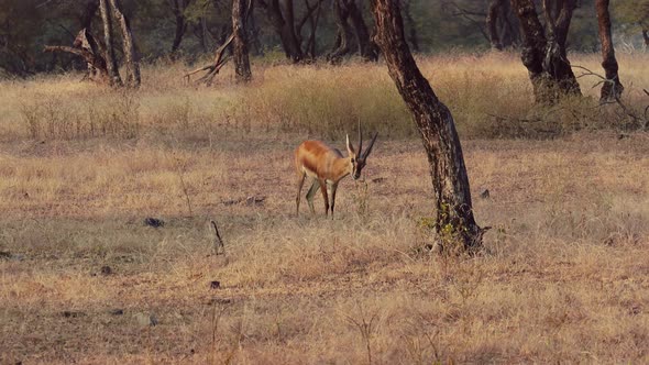 Chinkara Gazella Bennettii, Also Known As the Indian Gazelle, Stock Footage