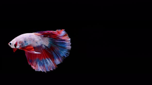 Multi color Siamese fighting fish alt