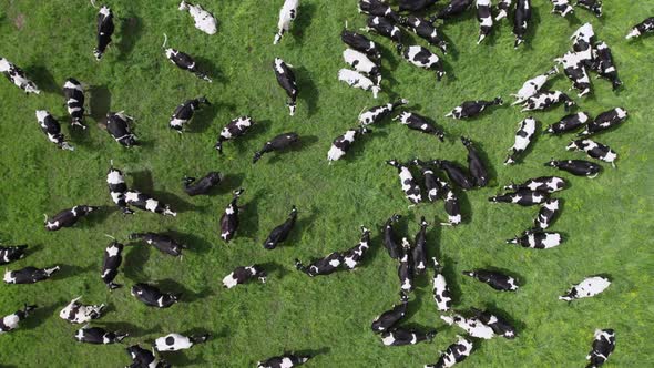 Aerial top view of the herd of cows at green meadow. alt