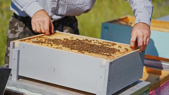 Beekeeper neatly holds the frame with bees. Man checks honey in the combs. alt