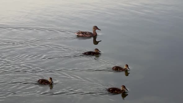 Dappled brown duck with chicks swimming close-up