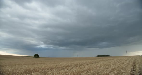 Yellow Wheat Field On A Background Of Sky With White Clouds alt