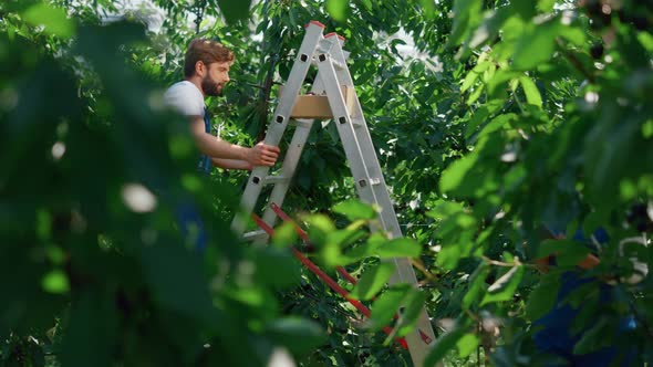 Farmers Collecting Fruit Harvest in Garden Inspecting Quality Level Tablet alt