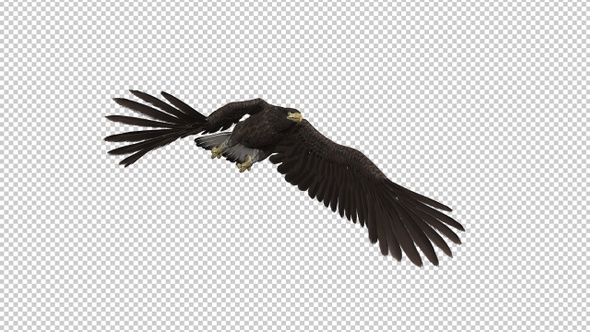 Eurasian White-tailed Eagle - Flying Transition II