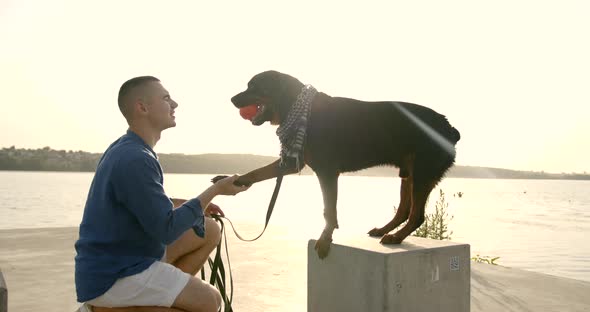 Rottweiler Dog Giving His Paw to a Man alt