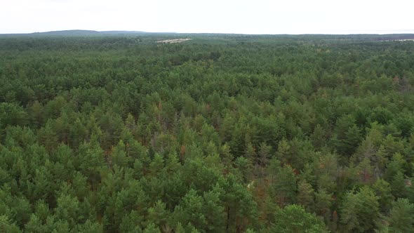 AERIAL: Slow Flying Over Siberia Pine Forest