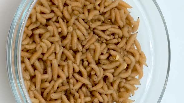 Vertical orientation video: Group of fly larvae for fishing. Maggots move and crawl alt