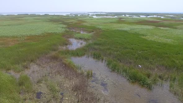 Flight Over Reeds and Stream alt