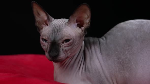Portrait of a Canadian Sphinx Lying on a Red Blanket Indoors Against a Black Background alt