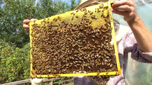 beekeeper holding a honeycomb full of bees closeup