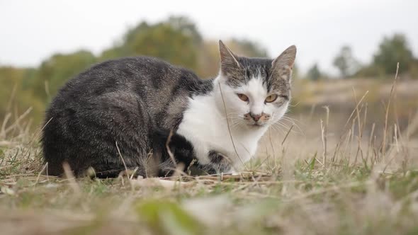 Domestic cat relaxing in the grass and hay slow motion   1080p HD footage - Gray and white domestica alt