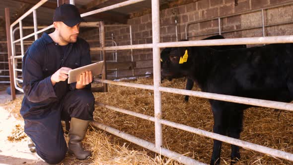Cattle farmer using digital tablet alt