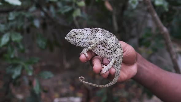 Chameleon Sitting in Black Man Hand African Holds Funny Lizard in Palm Zanzibar alt