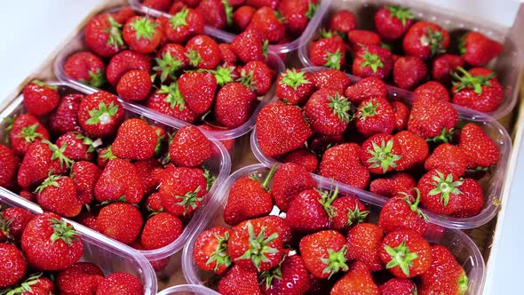 Strawberries in a Box on the Market Closeup Red Juicy Ripe Delicious Summer Berries alt