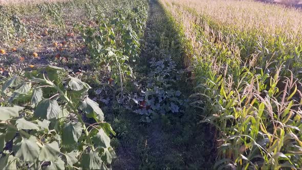Flying over an urban farm pumpkin patch and corn rows. alt