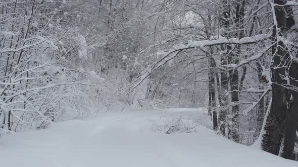 Snow forest