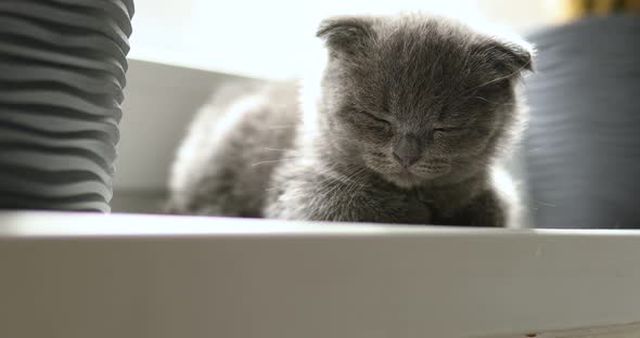 Cute British Shorthair gray kitten sleep on windowsill