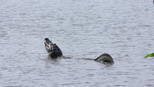  Alligator Mating Call