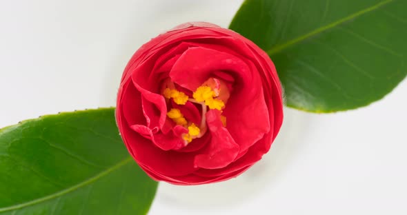 Japanese Camellia Flower Blooming Time Lapse