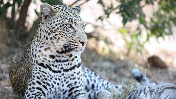 Close-up of big male leopard lying down and looking around in Greater Kruger National Park, South Af alt