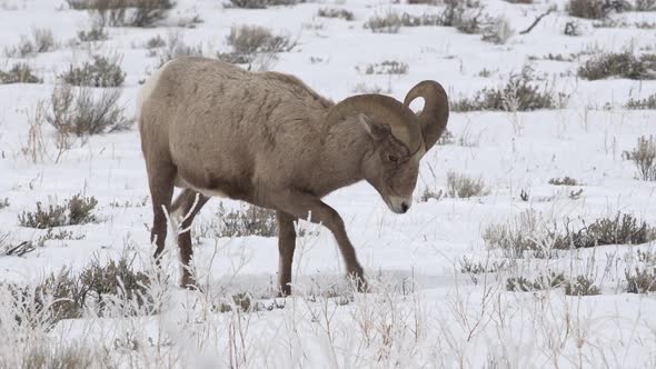 Bighorn sheep ram digging in the snow to find food to eat alt