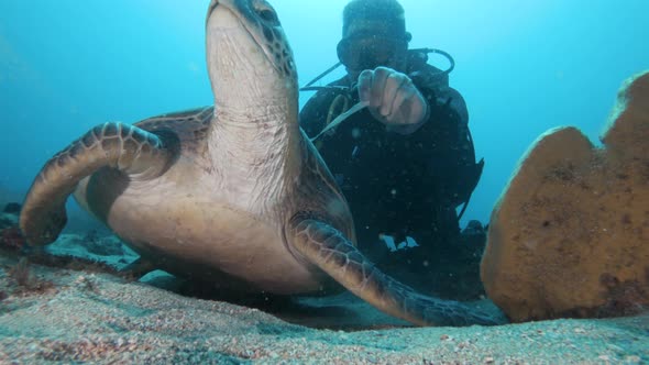 A sea turtle swims away from a scuba diver collecting information for a marine conservation project. alt