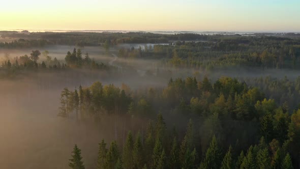 Flight Above Forest alt