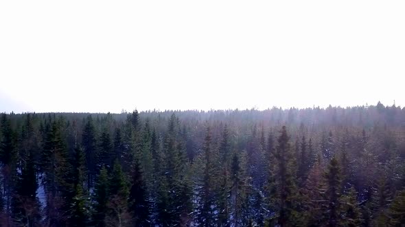 Aerial shot of crisp winter air in a freezing cold Finnish forest with sunbeams on frosty twigs, cop alt