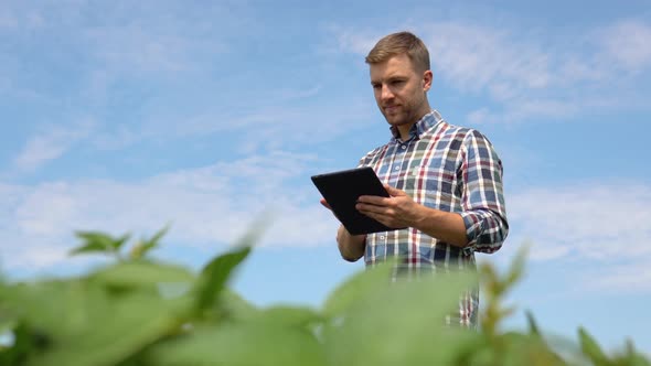 Yong Handsome Agronomist Holds Tablet Touch Pad Computer in the Soy Field and Examining Crops Before alt