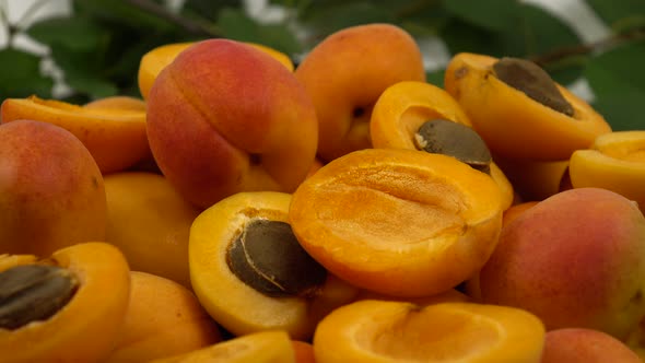 Harvest fresh apricots