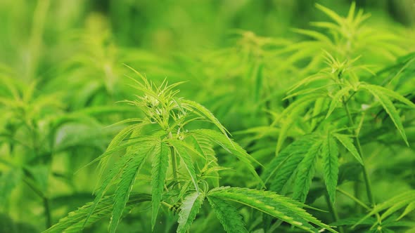 Legal Green Marijuana Cannabis Leaves Growing At Farm In Summer Day Beautiful Cannabis Background alt