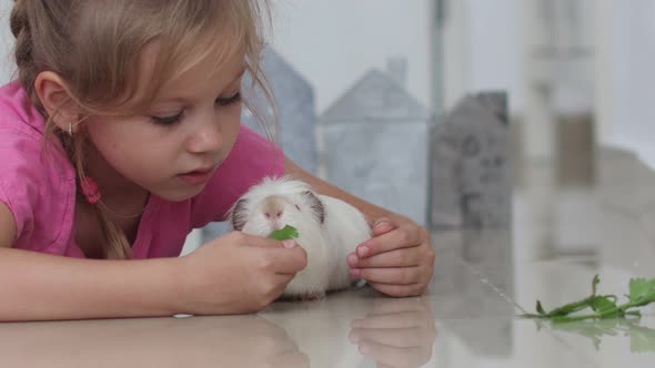 Beautiful Blueeyed Little Girl 6 Years Old with a Pet Cavy at Home