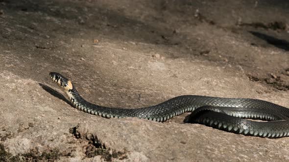 Closeup of a Large Black Snake Lying on a Rock